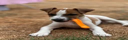 Jack Russell dogs for sale: Puppy  - Advert 3