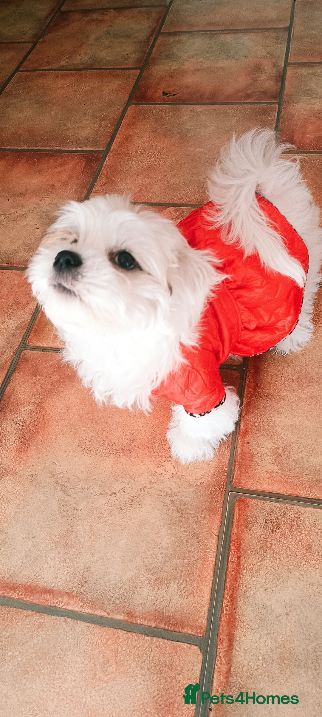Bichon Frise dogs for sale: Bichon girl - Image 13
