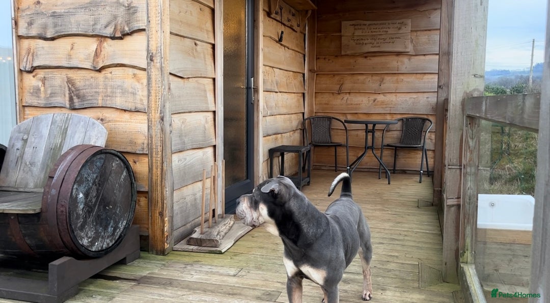 Mixed Breed dogs for sale: Snoop dog - Image 6