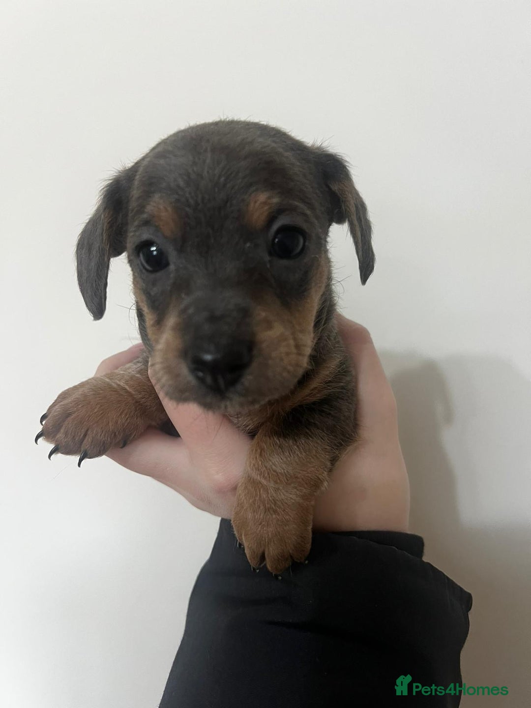 Mixed Breed dogs for sale: ✨ Miniature Dachshund × Bichon Puppies ✨ - Advert 5
