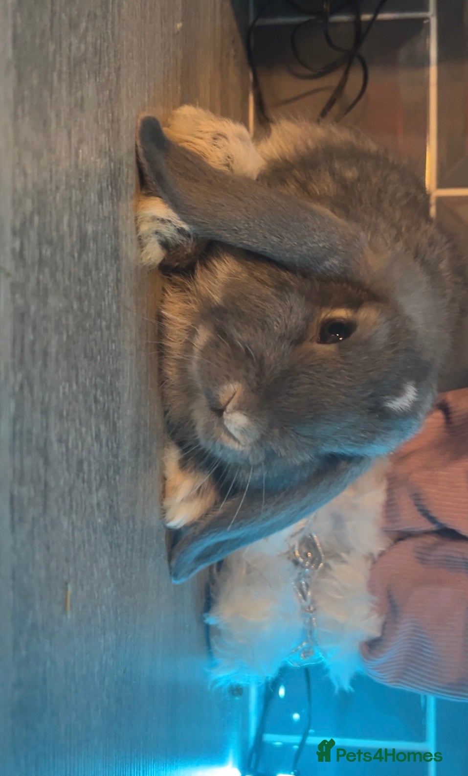 Mini Lop rabbits Litter of mini lops - Advert 13