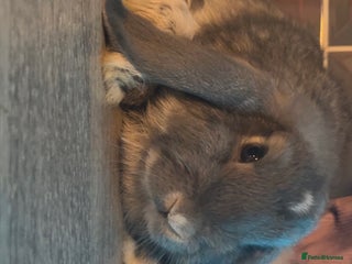 Mini Lop rabbits Litter of mini lops - Advert 15