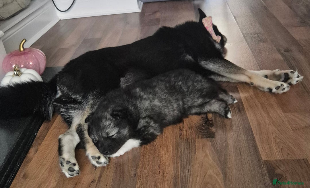 Pomsky dogs for sale: Perfect Female pomsky blue eyes - Advert 10