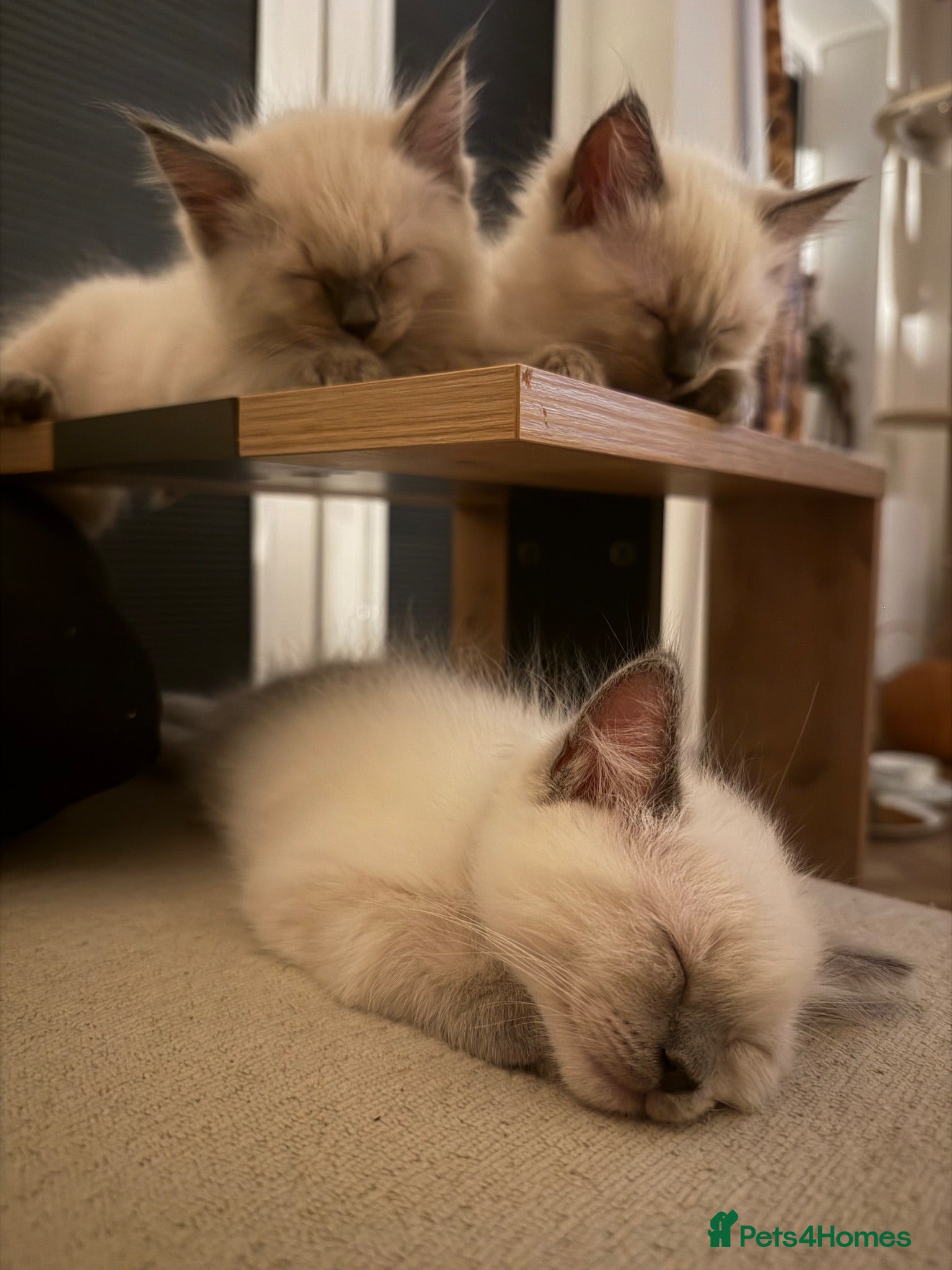 Ragdoll cats Blue point ragdoll 1 boy remaining - Advert 1