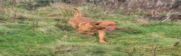 Labrador Retriever dogs for stud: Fully Health Tested Red Fox Lab Stud - Advert 2