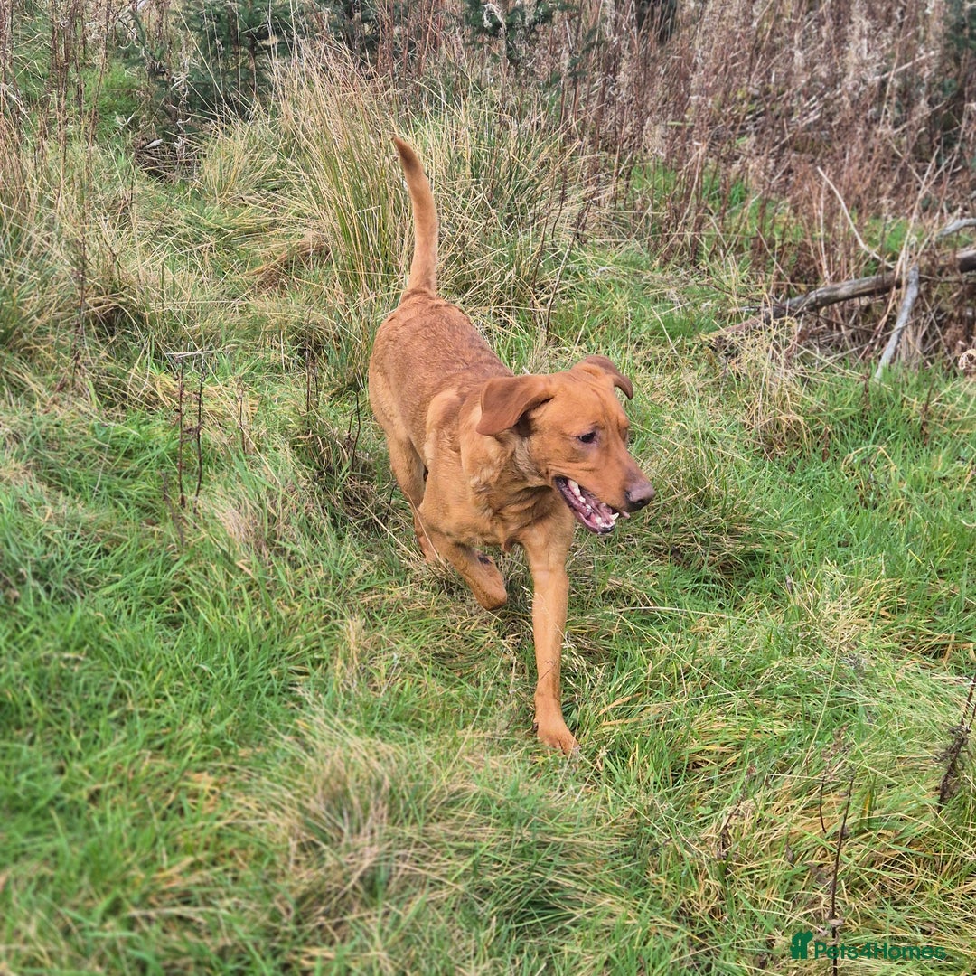 Labrador Retriever dogs for stud: Fully Health Tested Red Fox Lab Stud - Advert 2