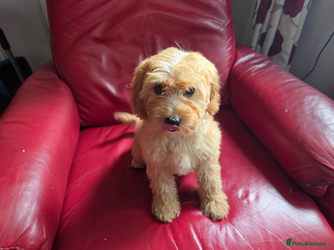 Cavapoo dogs for sale: Red f1 cavapoos  in Knutsford - Image 11