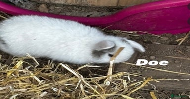 Mini Lop rabbits - Advert 1