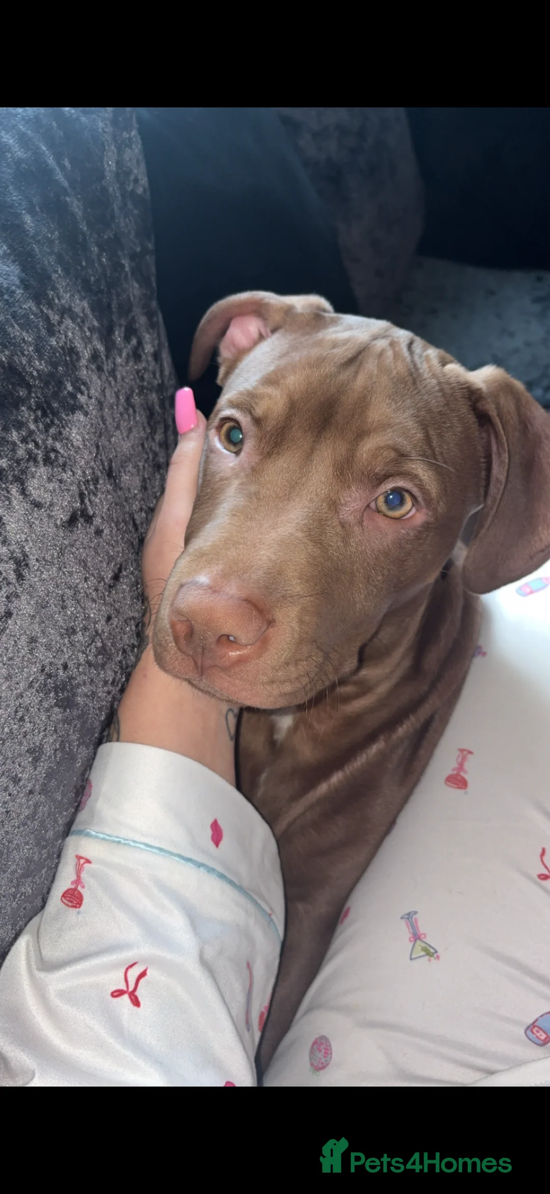 Mixed Breed dogs for sale: 5 month old beautiful boy - Advert 1