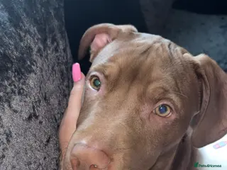 Mixed Breed dogs 5 month old beautiful boy - Advert 4