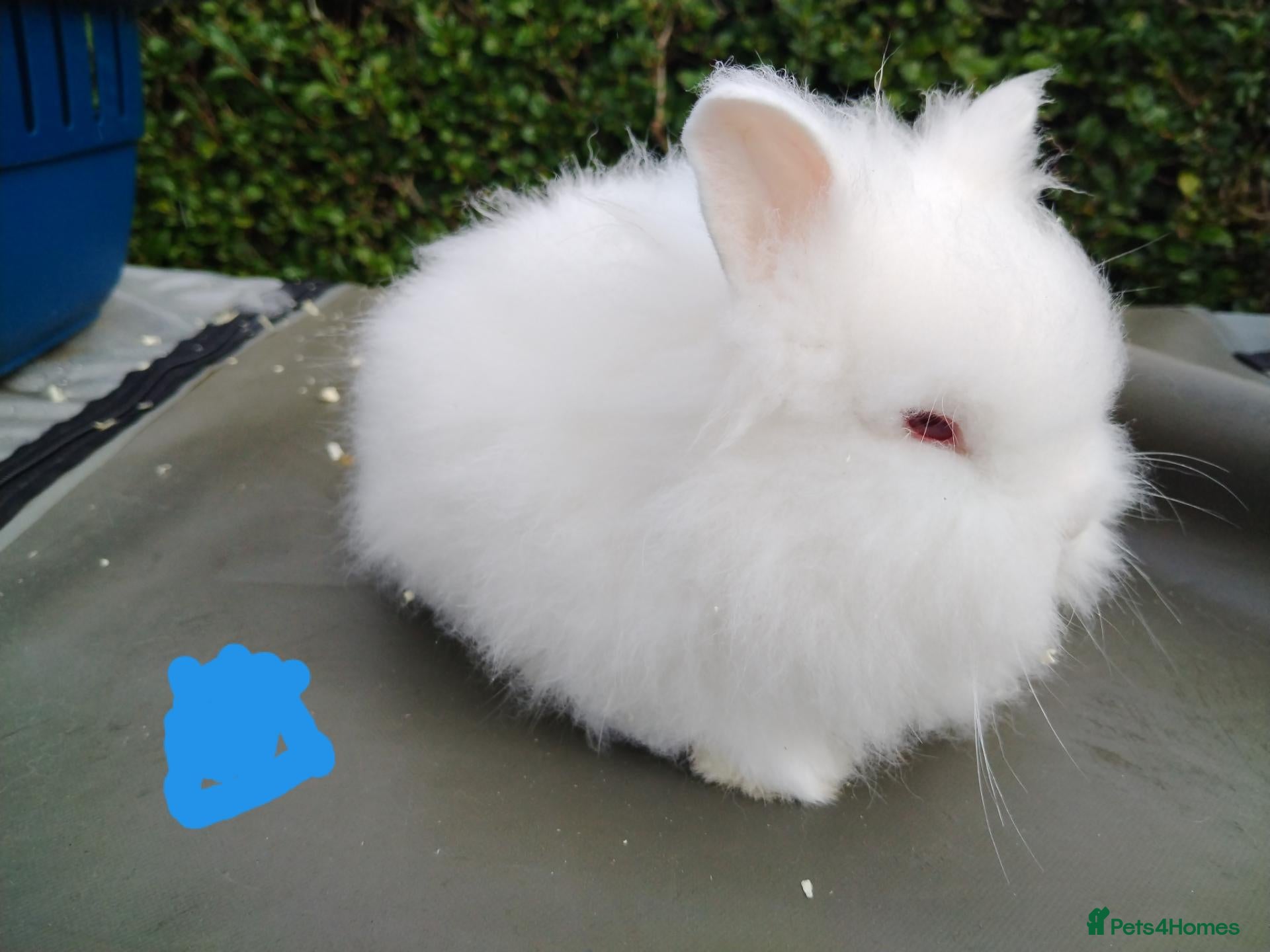 Lionhead rabbits Beautiful lionhead babies - Advert 1