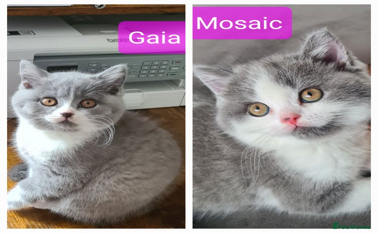 British Shorthair cats - Advert 6