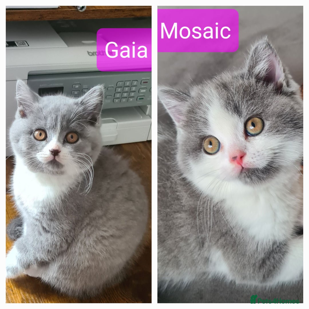 British Shorthair cats for sale: 4 PEDIGREE kittens READY TO GO! 2 LEFT - Image 1