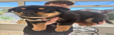 Mixed Breed Puppy 1