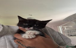 Russian Blue cats for sale: Mixed Russian blue  - Image 5