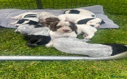 Cocker Spaniel dogs for sale: Stunning KC health tested Cocker pups  - Image 6
