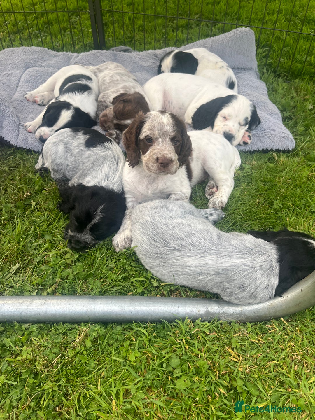 Cocker Spaniel dogs for sale: Stunning KC health tested Cocker pups  - Image 6