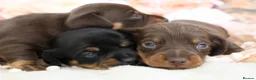 Miniature Dachshund dogs for sale: KC Miniature Dachshund Puppies - Advert 13