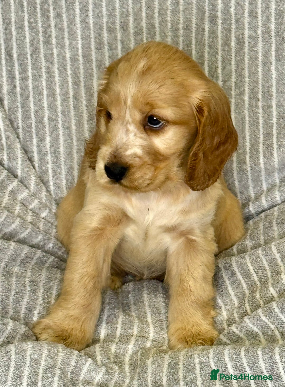 Cocker Spaniel dogs for sale: 🐶 Cocker Spaniel Puppies Ready Soon! 🏡 - Advert 8