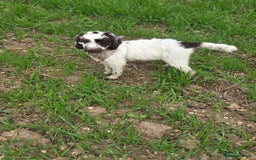 Mixed Breed dogs for sale: Beautiful little girl  - Image 1