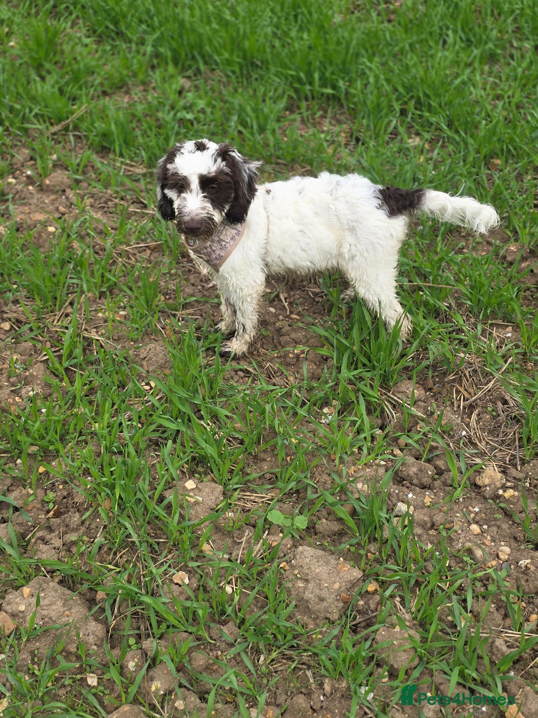 Mixed Breed dogs for sale: Beautiful little girl  - Image 1