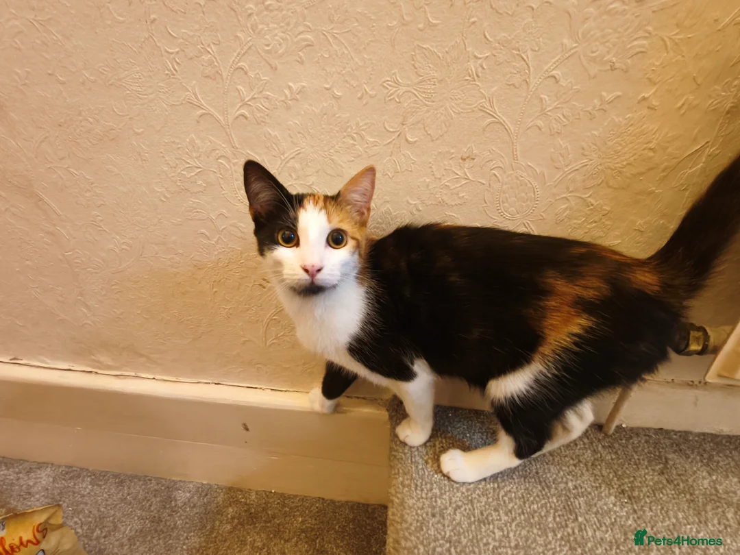 Maine Coon cats for sale: Free to a good home - Advert 1