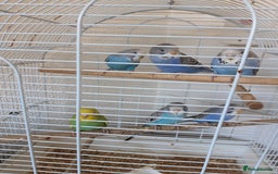 Budgerigars birds for sale: Baby budgies £20 each - Image 3