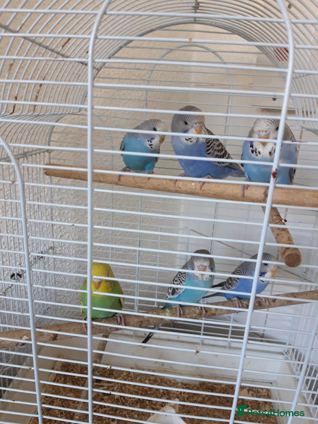 Budgerigars birds for sale: Baby budgies £20 each - Image 3