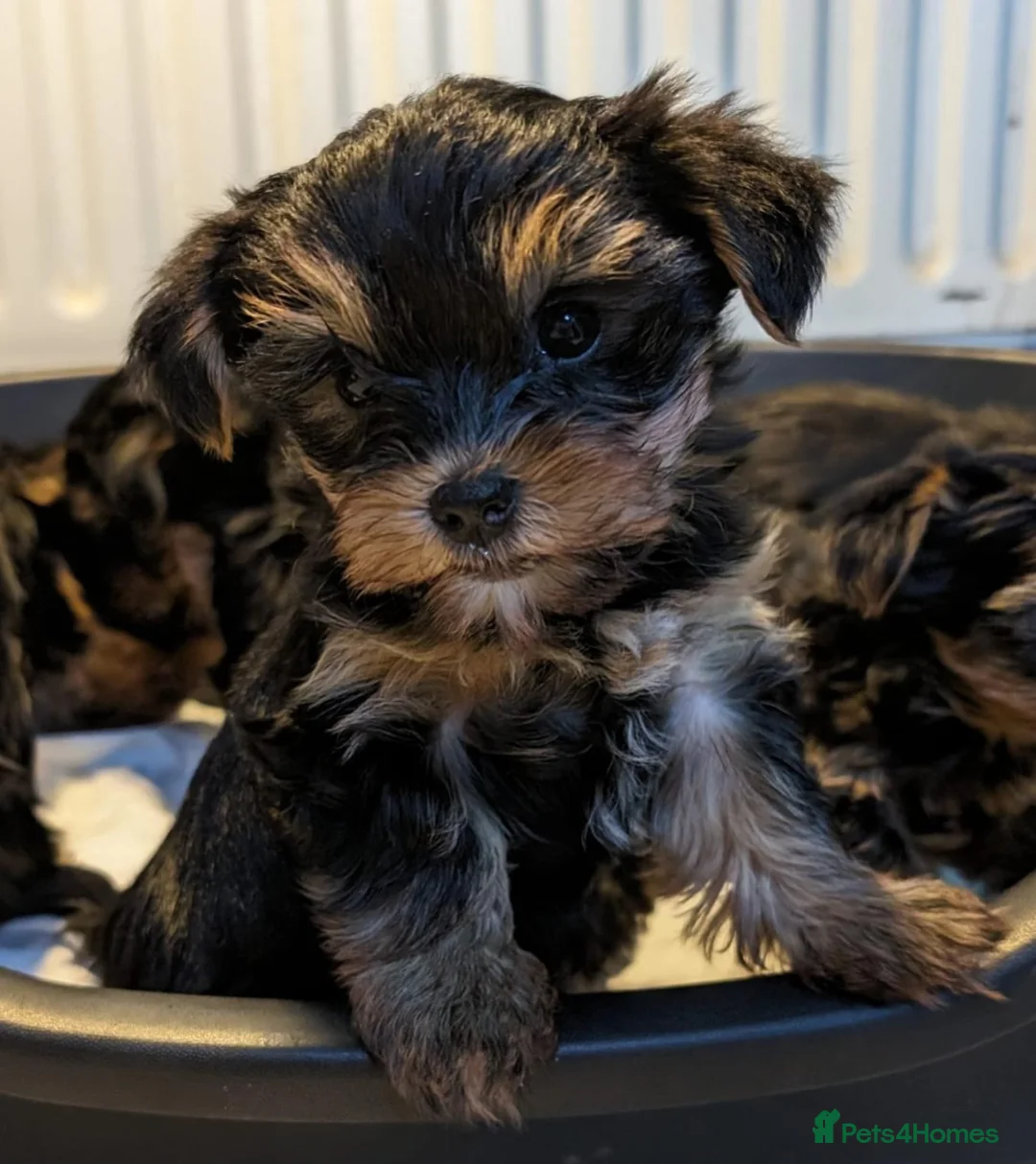 Yorkshire Terrier dogs for sale: Yorkshire Terrier Puppies  - Small size - Advert 6