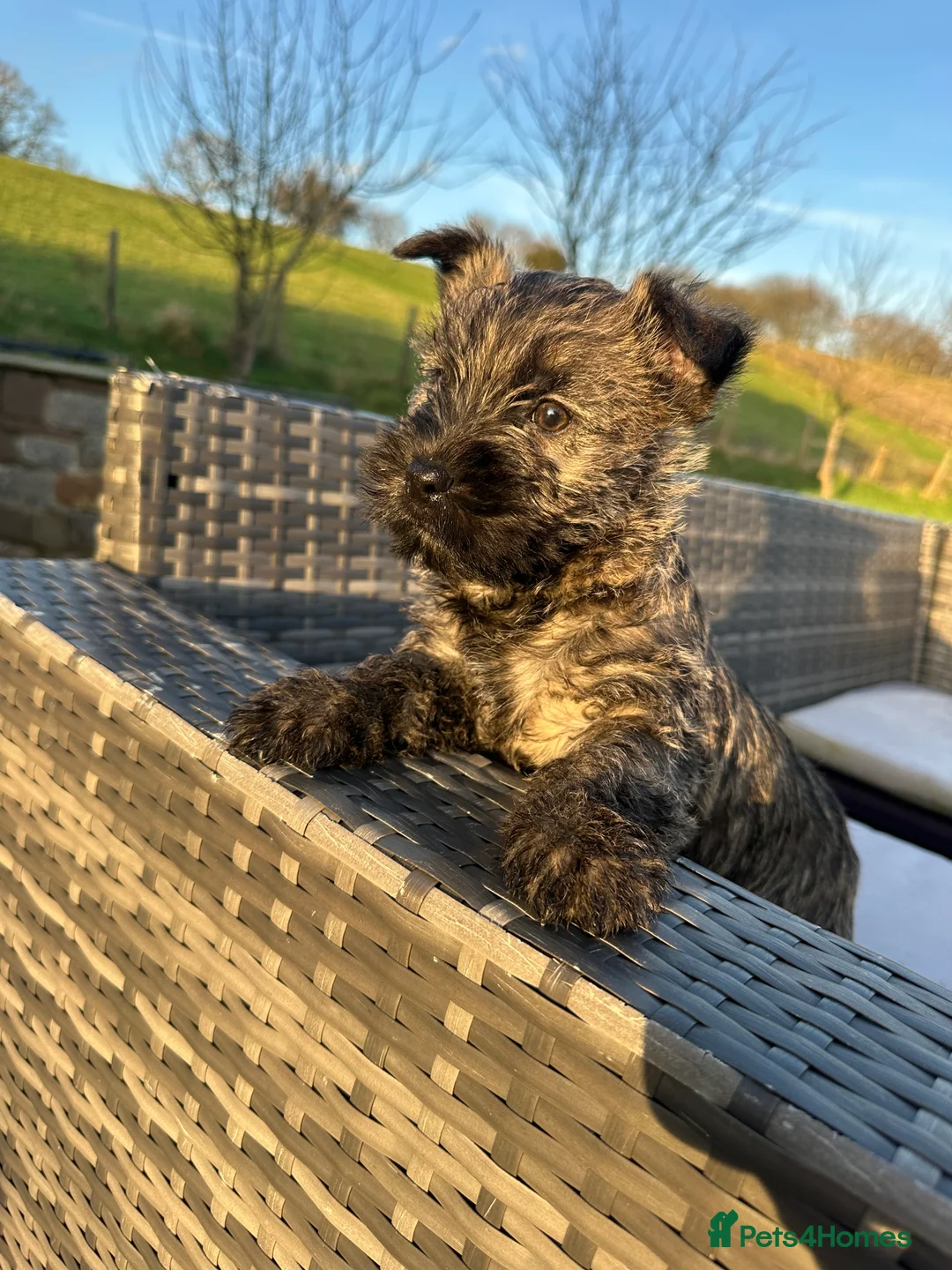 Cairn Terrier dogs for sale: Quality Beautiful KC Reg Cairn Terrier Puppies.  - Advert 31