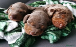 Miniature Dachshund dogs for sale: Three Musketeers Miniature Dachshund - Image 4