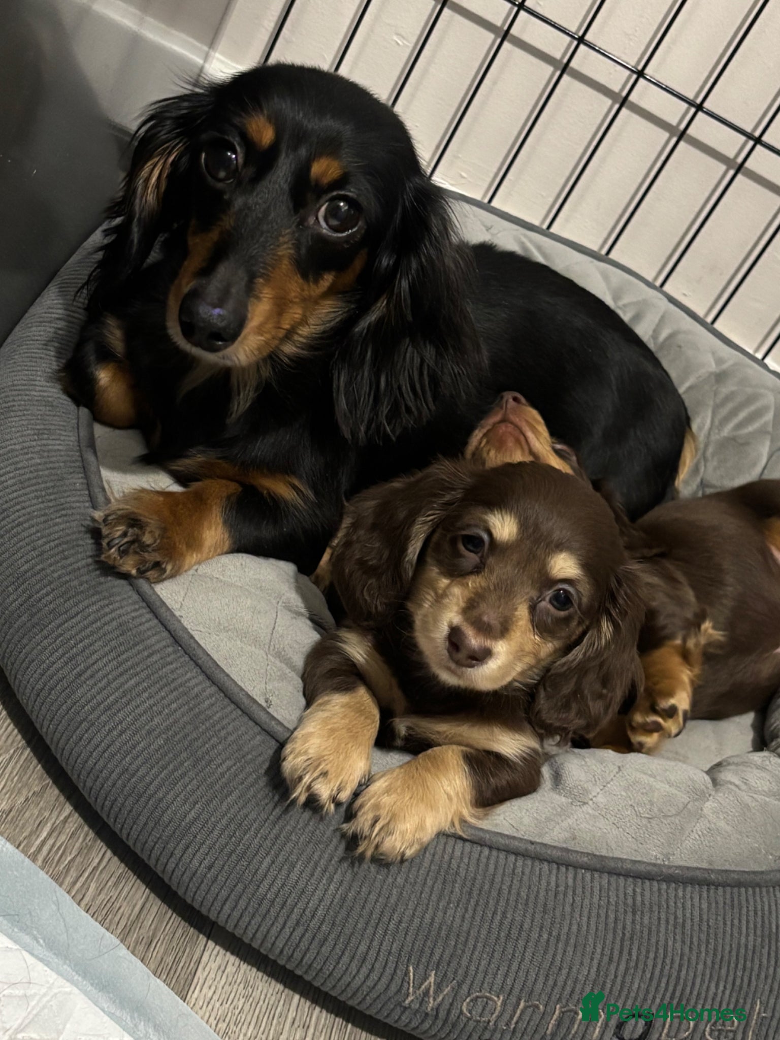 Miniature Dachshund dogs Brown and cream miniature Daschund  - Advert 1