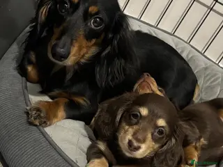 Miniature Dachshund dogs Brown and cream miniature Daschund - Advert 2