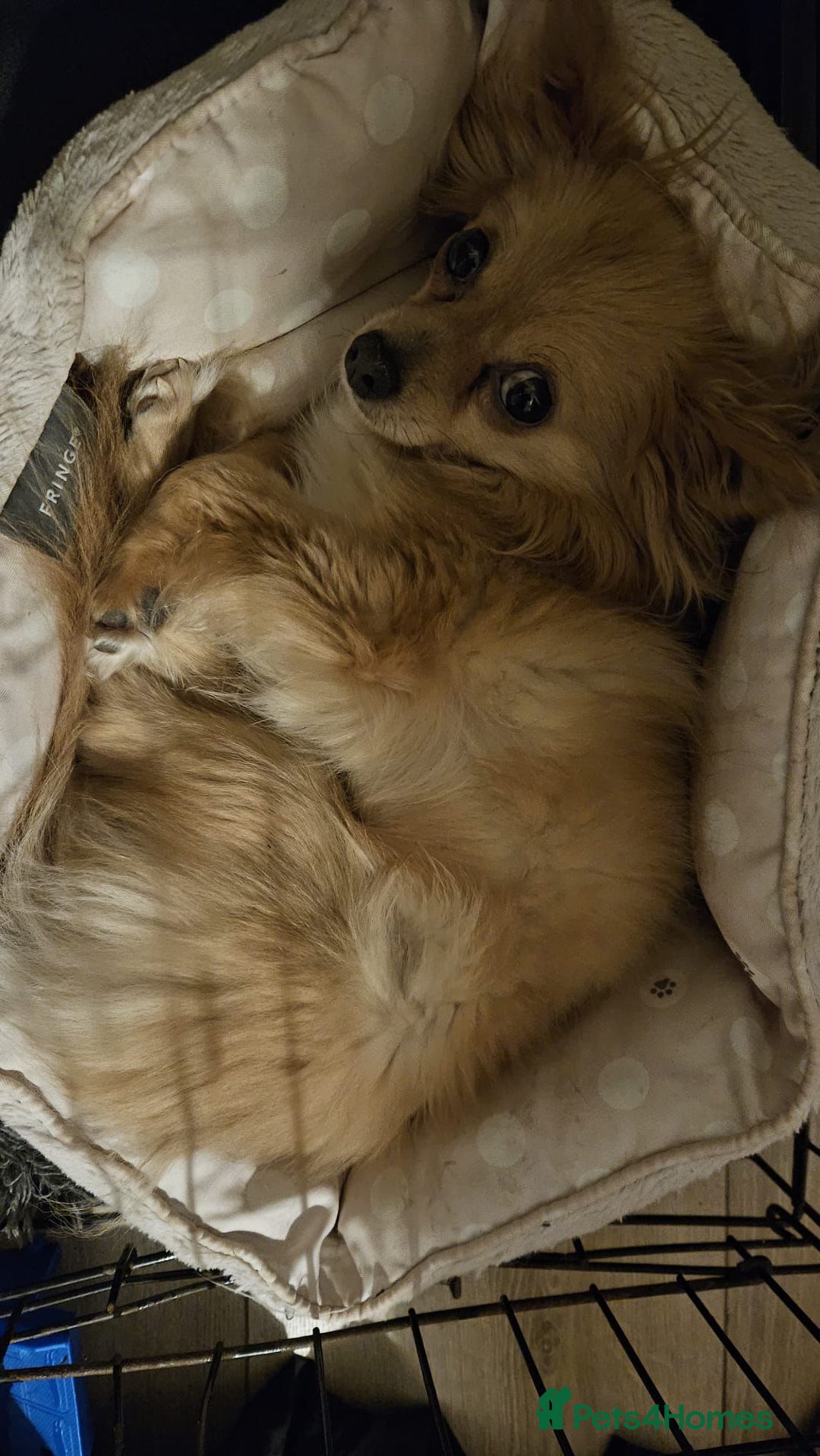 Chihuahua dogs for sale: beloved Norman seeking home - Advert 4