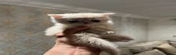 Exotic cats for sale: Show Quality Exotic kittens (TICA) - Advert 4
