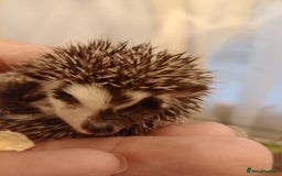 Pygmy Hedgehog rodents for sale: african pygmy hedgehogs - Image 5