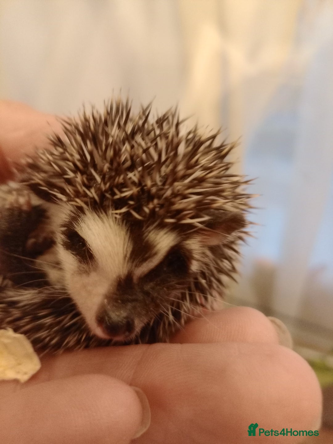 Pygmy Hedgehog rodents for sale: african pygmy hedgehogs - Image 5