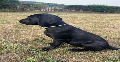 Labrador Retriever dogs - Advert 3