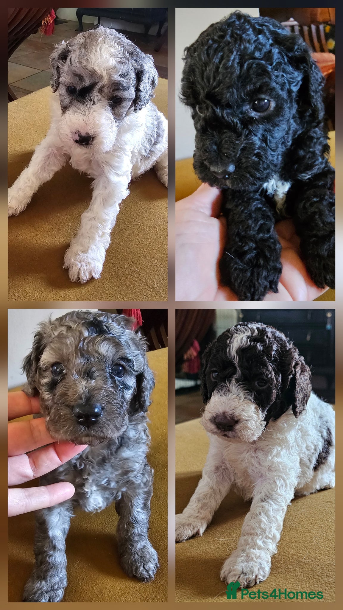 Cockapoo dogs F1b Cockapoos Including Rare Merle Roans - Advert 13