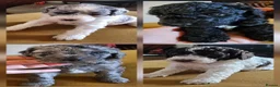 Cockapoo dogs for sale: F1b Cockapoos incl. Merle and Roans - Advert 11
