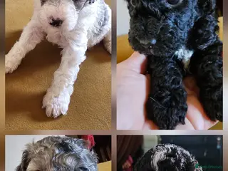 Cockapoo dogs F1b Cockapoos Including Rare Merle Roans - Advert 13