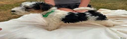 Fox Terrier dogs for sale: Fox Terrier Puppies For Sale  in Ashford - Advert 14