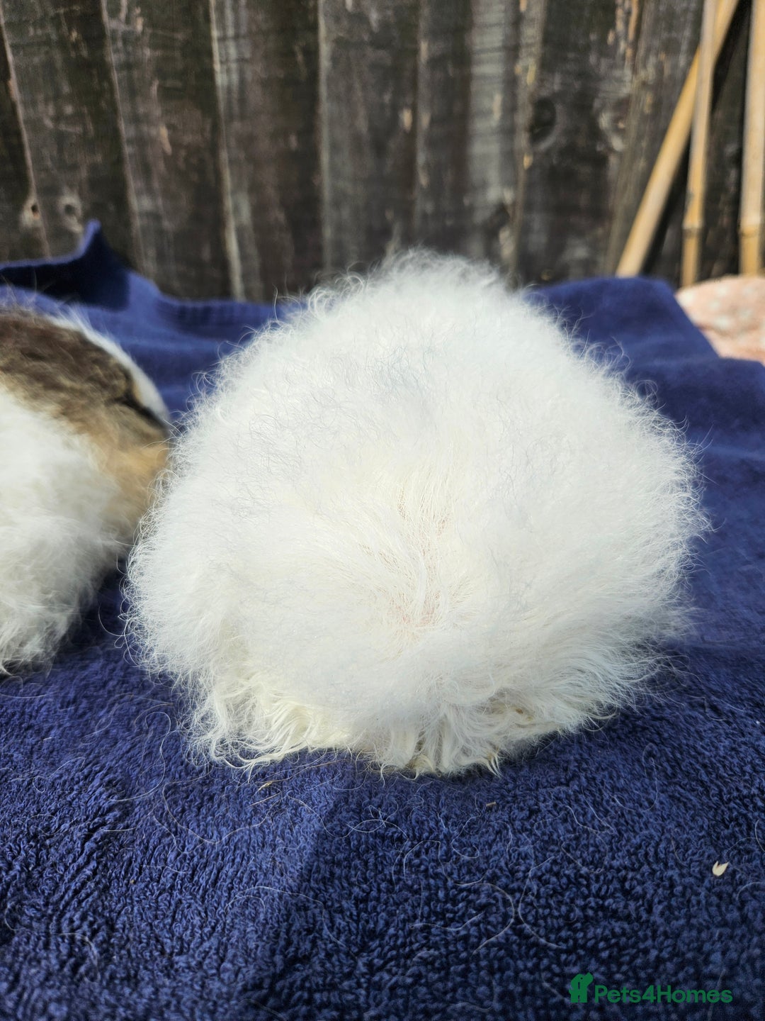 Guinea Pig rodents for sale: 3 young male guinea pigs available - Image 6