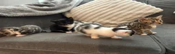 Mixed Breed cats for sale: 4 beautiful Kittens ready too go in 2 weeks  - Advert 11