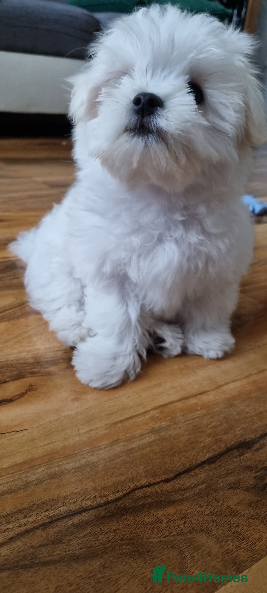 Maltese dogs for sale: One Maltese boy  100% pure breed   - Image 6
