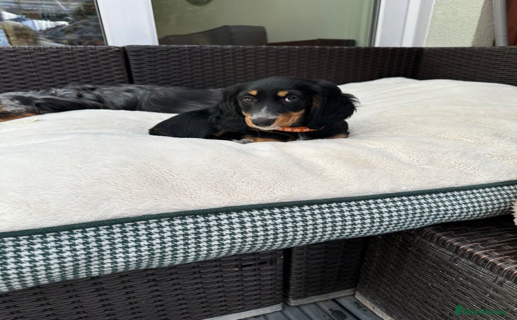 Dachshund dogs - Advert 4