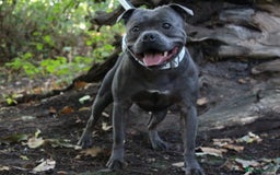 Staffordshire Bull Terrier dogs for stud: CREED NOW AVAILABLE FOR PUBLIC STUD  - Image 2