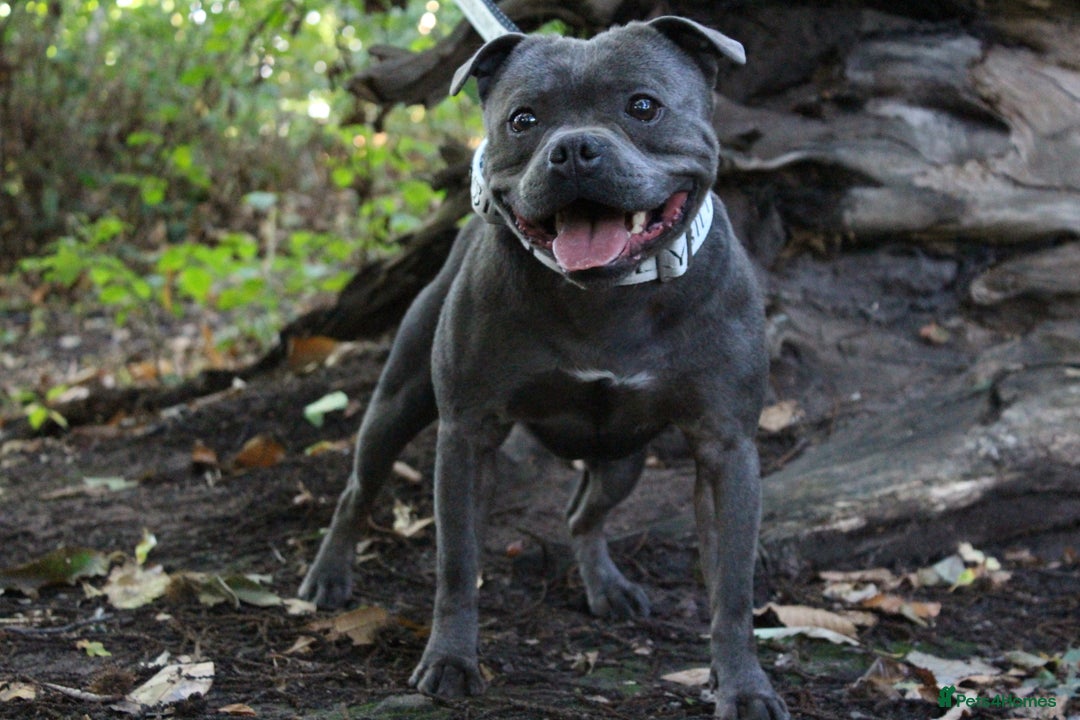 Staffordshire Bull Terrier dogs for stud: CREED NOW AVAILABLE FOR PUBLIC STUD  - Image 2