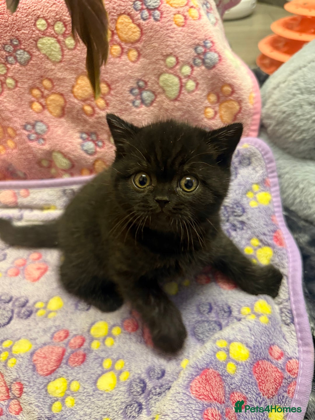 British Shorthair cats for sale: Champion Line British Shorthair Kittens - Advert 7