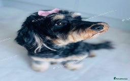 Cockapoo dogs for sale: Exceptional F2 cockapoo puppies available - Image 17